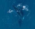 Bild: Alexander Forrest/Organisation for the Rescue and Research of Cetaceans in Australia (ORRCA)/dpa
Experten halten die Drohnen-Aufnahmen für eine Weltpremiere.