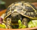 Symbolbild: agentur_dpa
Eine europäische Sumpfschildkröte (Symbolbild) wurde in Hirschau gefunden. Die Polizei sucht den Besitzer.