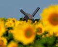 Bild: Georg-Friedrich Moritz/dpa
Sonnenblumen leuchten auf einem Feld in der Sonne vor der Bockwindmühle Beelitz in Brandenburg.