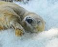 Bild: Michael Heitmann/dpa
Ein Eisbär wälzt sich bei sommerlicher Hitze genüsslich im Eis.