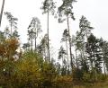 Archivbild: Petra Hartl
Wegen Holzerntemaßnahmen des Forstbetriebs Schnaittenbach kommt es zwischen Ende Juli und Anfang August zu Sperrungen in der Oberen Wagensass in Sulzbach-Rosenberg.