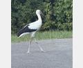 Bild: Elisabeth Dobmayer
Elegant stolzierte der Storch wie ein Spaziergänger die Straße entlang.