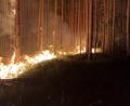 Bild: PI Neustadt a.d.Waldnaab, POM`in Bäumler
Zwei Waldbrände haben im Manteler Forst einen Großeinsatz ausgelöst.