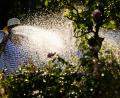 Symbolbild: Julian Stratenschulte/dpa
Wegen niedriger Pegel in den Trinkwasserbrunnen bittet die Stadt Nabburg die Bürger, in ihren Privatgärten nur soviel zu bewässern wie unbedingt nötig ist und den Rasen gar nicht. Die Stadt beschränkt das Gießen öffentlichen Blumenschmucks ebenfalls und verwendet kein Trinkwasser.