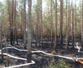 Bild: ui
Wie eine Riesenschlange liegen die Schläuche der Feuerwehr in dem Areal, in dem der Wald brannte.