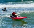 Bild: Haven Daley/AP/dpa
Wettbewerb im Hundesurfen