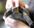 Bild: Dominique Leppin/dpa
Die Schildkröte konnte schnell in die Obhut ihres Besitzers zurückkehren. (Symbolbild)