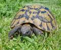 Bild: Patrick Pleul/dpa-Zentralbild/ZB
Die Schildkröte war lange vermisst. (Symbolbild)