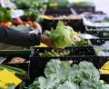 Bild: Arne Dedert/dpa
Behörden in den USA bringen einen Ausbruch in neun Bundesstaaten mit Eisbergsalat in Verbindung. (Symbolbild)