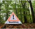 Bild: Carmen Jaspersen/dpa
Beim Umdrücken rutschte die Buche am Hang ab und streifte dabei einen abgestorbenen Baum. (Symbolbild)