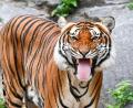 Bild: Jens Kalaene/dpa-Zentralbild/dpa
Indochinesische Tiger sind in freier Wildbahn sehr selten geworden. (Archivbild)