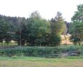 Bild: Konrad Rosner
Dieser Teich in Griesbach ist stark zugewachsen. Graskarpfen könnten nun die Lösung bringen.