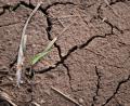 Bild: Pia Bayer/dpa
Auf vielen landwirtschaftlichen Flächen in Bayern ist derzeit der Ertrag in Gefahr, weil Hitze und Trockenheit Schäden verursachen. (Archivbild)