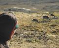 Bild: Mathilde Le Moullec/dpa
Auf Spitzbergen sind in diesem Sommer ungewöhnlich viele Rentiere verendet. (Archivbild)
