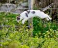 Bild: Julian Stratenschulte/dpa
Tierärzte fordern eine Kastrationspflicht von Katzen, die frei herumlaufen dürfen. (Symbolbild)