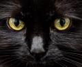 Bild: Christoph Soeder/dpa/dpa-tmn
Weiß eine KI, was diese Katzenaugen sagen?