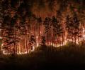 Bild: Jason Tschepljakow/dpa
Durch die Trockenheit der vergangenen Wochen ist der Wald extrem dürr.