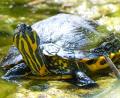 Symbolbild: Steffen Freiling - stock.adobe.com
Eine Gelbwangen-Schmuckschildkröte. Diese Tiere waren vor 20, 30 Jahren mal sehr beliebt – wurden, wenn sie größer wurden, aber oft lästig. Das könnte auch bei einem Exemplar so gewesen sein, das jetzt in Hirschau am Straßenrand gefunden wurde.