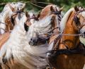 Bild: Michael Reichel/dpa
Wilde Mähne: Pferde bei der Schau zum Jubiläum des Haflinger-Gestüts Meura in Thüringen.