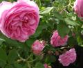 Bild: Battenberg-Gietl-Verlag
Die Duftrose Rosa damascena. Sie eignet sich gut für Küche und Hausapotheke.