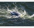 Bild: Philip Dulian/dpa
Im Greifswalder Bodden ist ein toter Wal entdeckt worden.