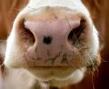 Bild: Sven Hoppe/dpa
Der Landwirt bereitete das Tier zum Melken vor, als es aus bislang ungeklärter Ursache ausschlug. (Symbolbild)