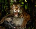 Bild: Andri Mardiansyah/XinHua/dpa
Die Tigerin wurde mit einem Ziegenkadaver angelockt.