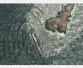 Bild: Uncredited/Pléiades © CNES 2026, Distribution Airbus DS/dpa
Satellitenbilder zeigen das Ausmaß der Verschmutzung durch den Tanker „Caroline Bezengi“.
