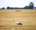 Bild: Christoph Reichwein/dpa
Auch die Wildtierwelt kämpft mit der Trockenheit. (Archivbild)