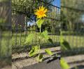 Bild: Heike Unger
Ein Bild des Sommers 2026: Die Motivationsblume am Straßenrand.