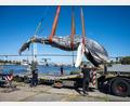 Bild: Stefan Sauer/dpa
Der tote Wal vom Greifswalder Bodden wird aus dem Wasser geholt.