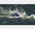 Bild: Philip Dulian/dpa
Im Greifswalder Bodden ist ein toter Wal entdeckt worden.
