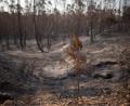 Bild: Clara Carrasco/EUROPA PRESS/dpa
In Huelva hat das Feuer bereits 31.000 Hektar erfasst. (Archivbild)
