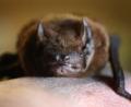 Bild: Karl-Josef Hildenbrand/dpa
Bei einer Breitflügelfledermaus in Würzburg ist das Tollwutvirus nachgewiesen worden. (Symbolbild: Zwergfledermaus)