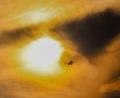 Bild: Christoph Reichwein/dpa
Durch dunkle Rauchschwaden: Ein schwedisches Löschflugzeug fliegt über dem Brandgebiet im Hohen Venn.