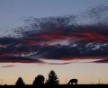 Bild: Karl-Josef Hildenbrand/dpa
Abendstimmung im Allgäu. Lama grast auf der Weide
