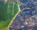 Bild: Christoph Reichwein/dpa
Straße trennt verkohlte Fläche von verschontem Wald im Hohen Venn