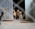 Symbolbild: Johannes Neudecker/dpa
Halbwilde Hunde aus Rumänien und anderen osteuropäischen Staaten werden in Tschechien zum Problem.