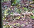Symbolbild: Armin Weigel/dpa
Jungwölfe im Wald. Auch auf dem Übungsplatz in Grafenwöhr sind in diesem Jahr wohl mehrere junge Tiere zur Welt gekommen.