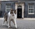 Bild: Thomas Krych/AP/dpa
Kater Larry lebt. (Archivbild)