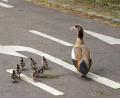 Bild: Andreas Rosar/dpa
Eine Entenfamilie überquert eine Straße. (Archivbild)