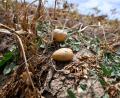 Bild: Roberto Pfeil/dpa
Ernte in Deutschland: Landwirte erwarten dickes Minus wegen extremer Trockenheit. (Archivbild)