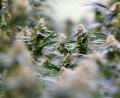 Bild: Hendrik Schmidt/dpa
15 Cannabispflanzen fanden Beamte bei einem jungen Mann in der Wohnung. (Symbolbild)