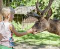 Bild: Oberpfälzer Wald, Norbert Eimer
Das Damwild kommt oft ganz neugierig an den Zaun.