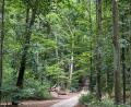Bild: Petra Hartl
Der Wald am Mariahilfberg in Amberg ist bis jetzt ganz gut durch den Extrem-Sommer 2026 gekommen. Das ist nicht in allen Oberpfälzer Wäldern so.