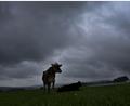 Bild: Karl-Josef Hildenbrand/dpa
Am Dienstag soll es viel Regen und einzelne Gewitter geben. (Archivbild)