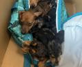Archivbild: Polizeiinspektion Schwandorf
Die Dackelwelpen befinden sich im Schwandorfer Tierheim in Quarantäne.