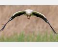 Symbolbild: Boris Roessler/dpa
Ein Storch verursachte wohl am Mittwochabend einen Stromausfall in Weinzlitz bei Regnitzlosau.