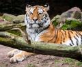 Bild: Tom Burger/Tiergarten Nürnberg/dpa
Tigerkater Manu hat im Zoo Landau ein neues Zuhause gefunden.