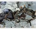 Bild: SPAN/APA/dpa
Ein schmelzender Gletscher in Österreich hat die Ausrüstung eines bayerischen Bergsportlers nach mehr als sechs Jahrzehnten zutage gebracht.